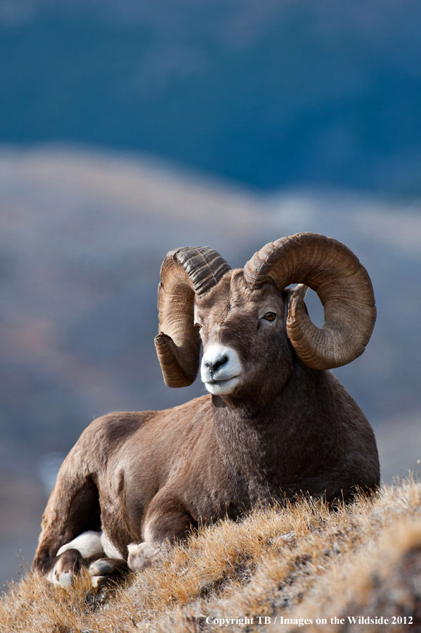 Rocky Mountain Bighorn Sheep in habitat.