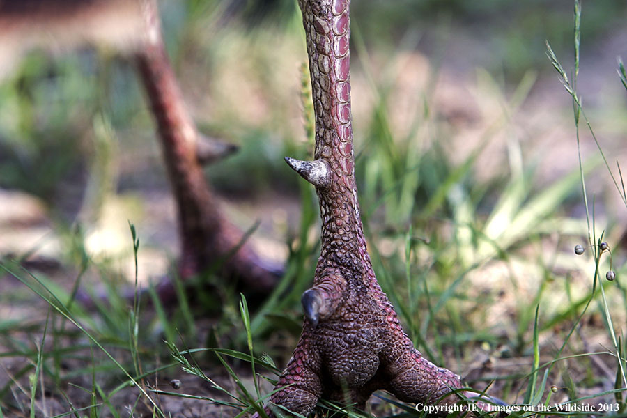 Rio Grande Turkey leg with spur.