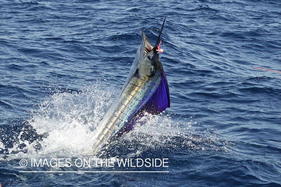 Deep sea fisherman fighting jumping pacific sailfish.
