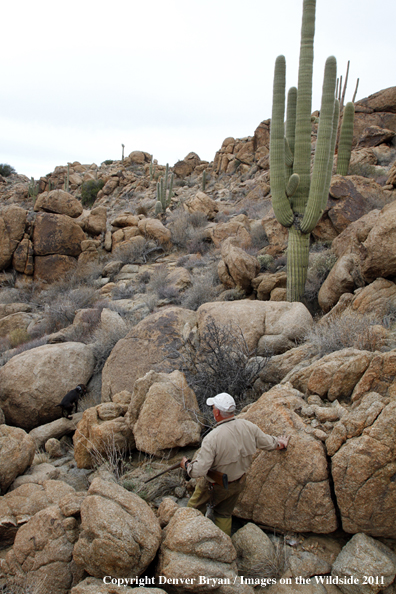 Upland game bird hunter with dog hunting desert quail in Arizona.