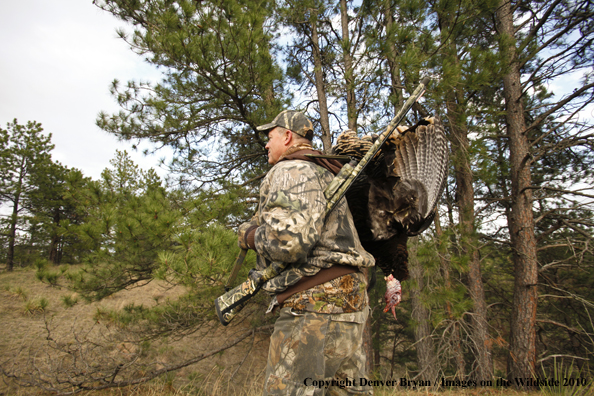 Hunter with bagged (Merriam's) turkey thrown over shoulder