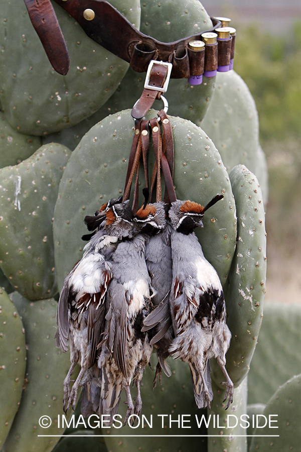 Bagged Gambel's Quails on cactus in Arizona.