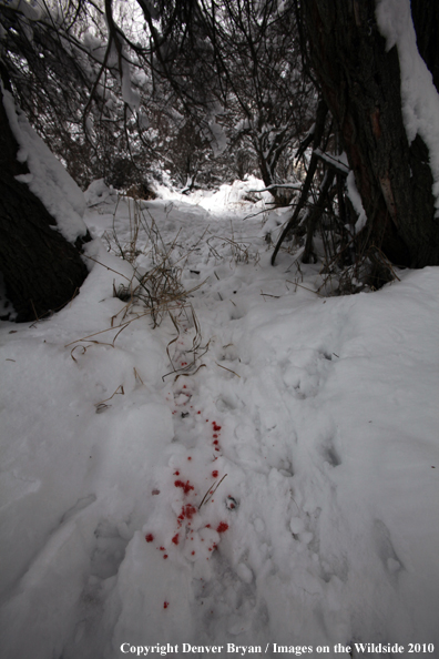 Deer/Elk blood trail in snow. 