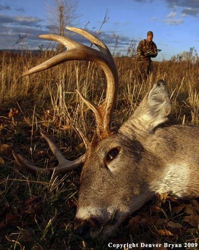 Bowhunter approaching whitetail buck kill.