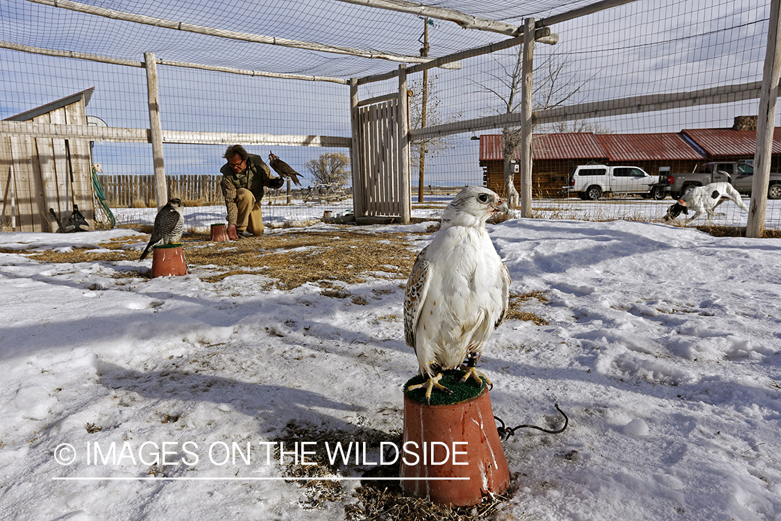 Falconer placing gyr falcons in mews.