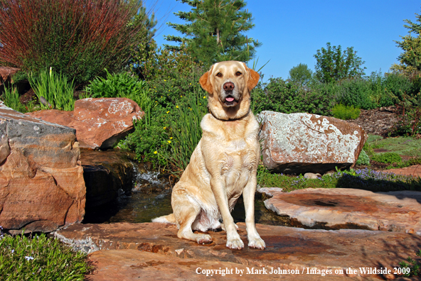 Yellow Labrador Retriever in field