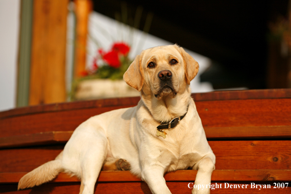 Yellow Labrador Retriever