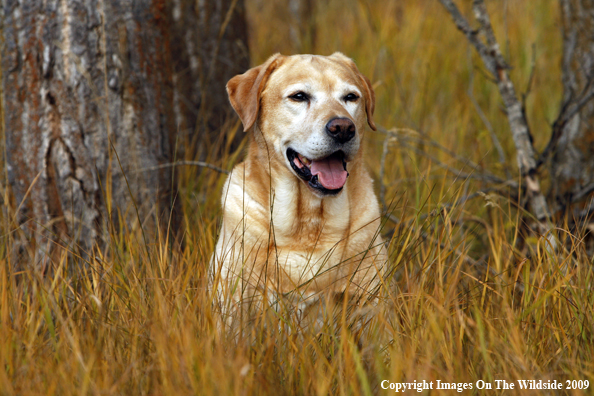 Yellow Labrador Retriever