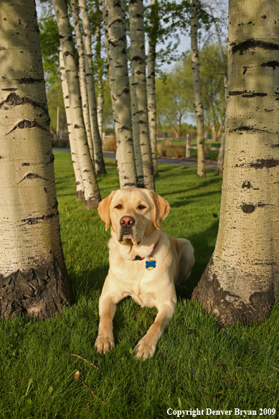 Yellow Labrador Retriever in yard