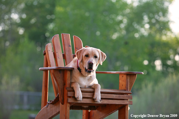 Yellow Labrador Retriever in chair