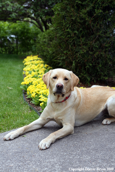 Yellow Labrador Retriever by flowers