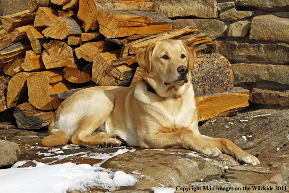 Yellow Labrador Retriever 