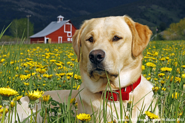 Yellow Labrador Retriever.