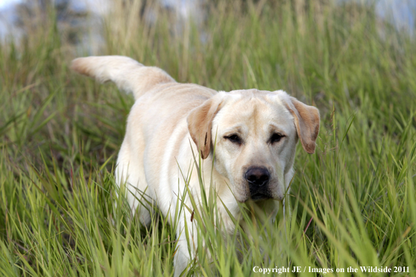 Yellow Labrador Retriever.