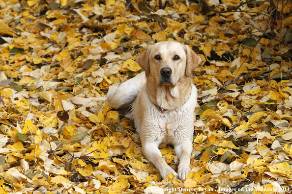 Yellow Labrador Retriever.
