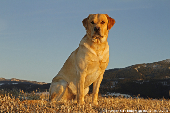 Yellow Labrador Retriever.