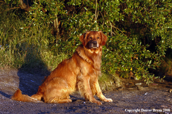 Golden Retriever 