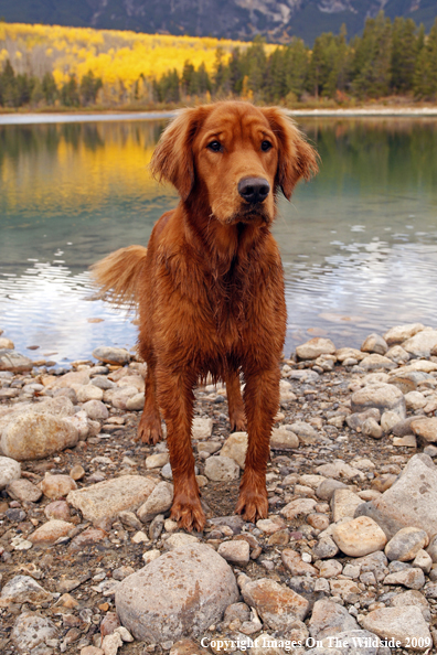 Golden Retriever