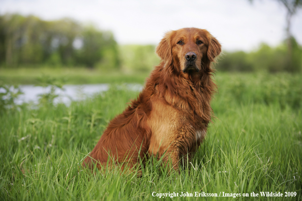 Golden Retriever in field