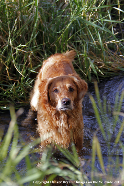 Golden Retriever