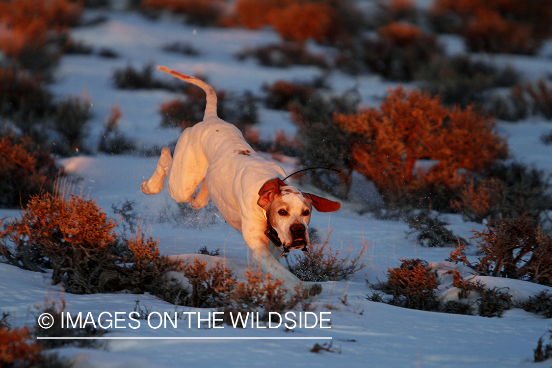 English pointer in field.