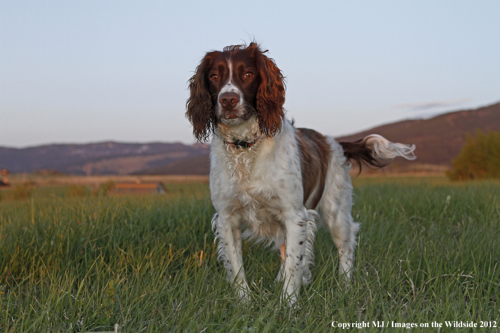 Springer Spaniel in yard.