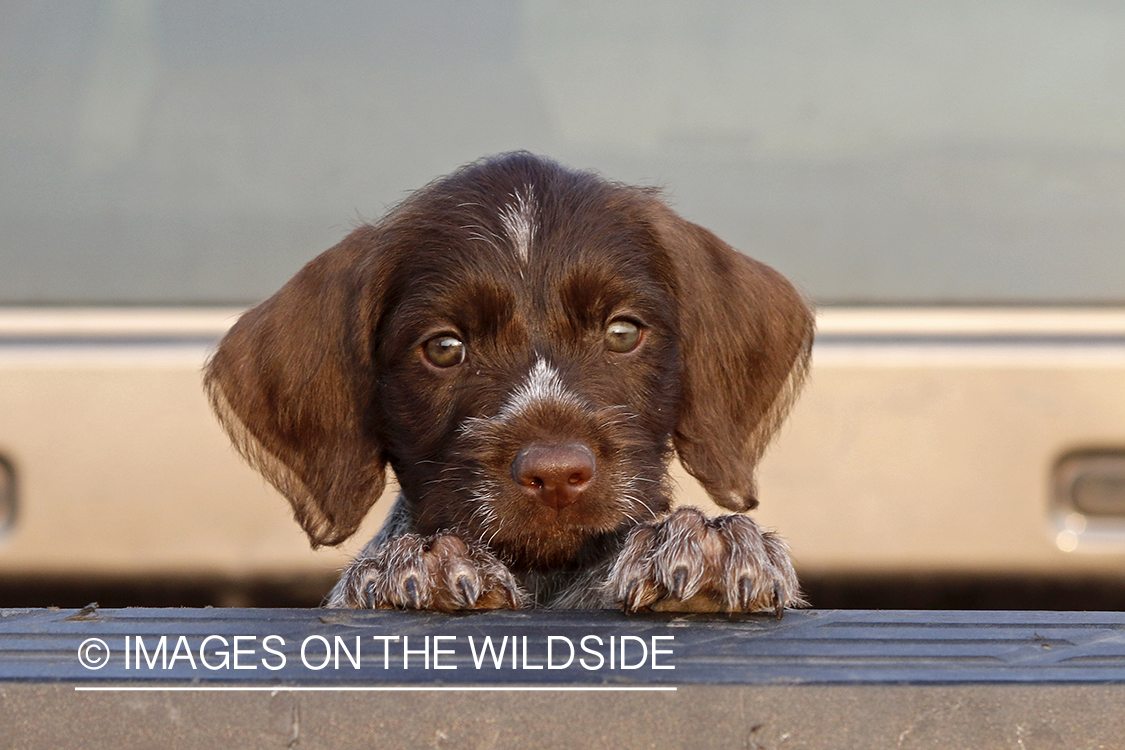 German Wirehair Pointer puppy in bed of pickup.