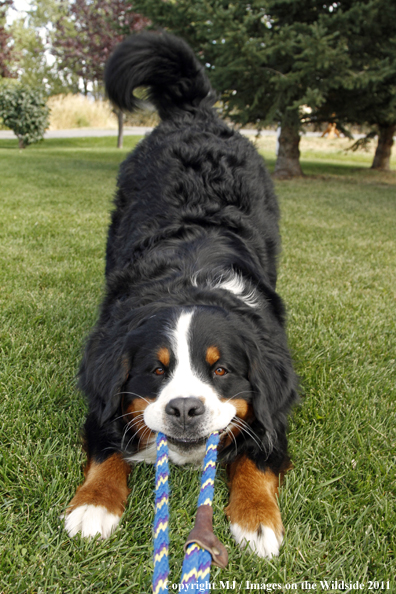 Bernese Mountain Dog.