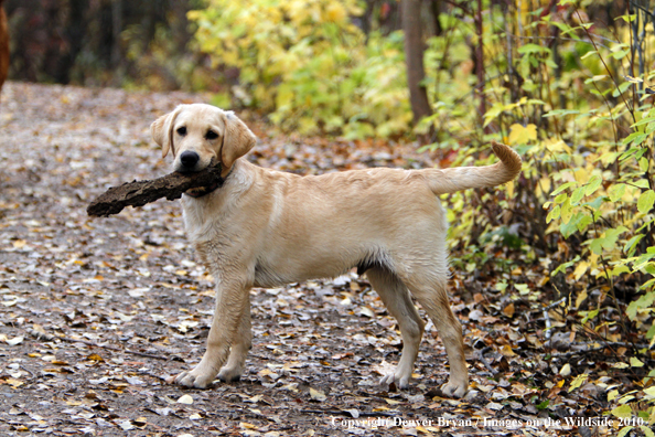 Yellow Labrador Retriever Puppy