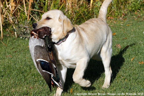Yellow Labrador Retriever Puppy with duck. 
