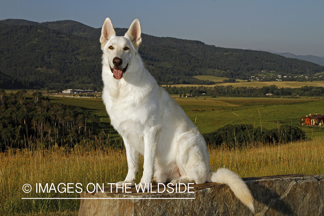 White German Shepherd