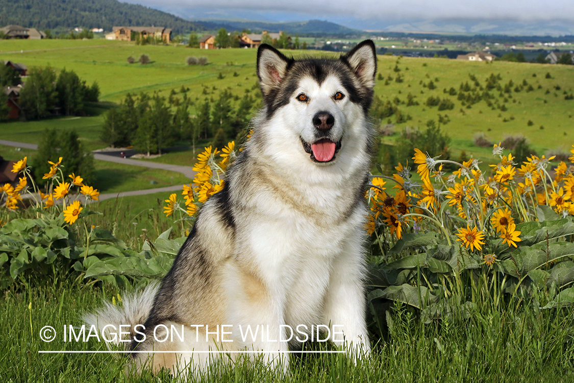 Alaskan Malamute by flowers.