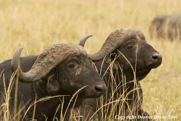 African Cape Buffalo lying in field