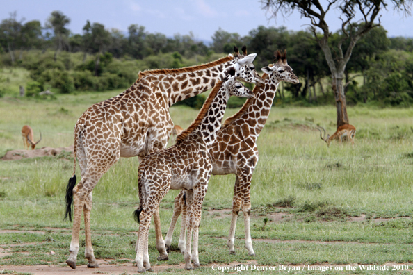 Masai Giraffe (adult with young)