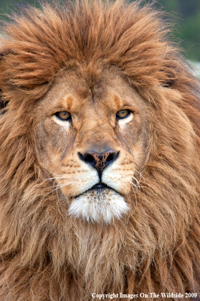 African Lion in habitat