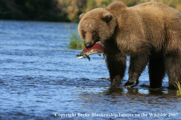 Brown bear in habitat. 