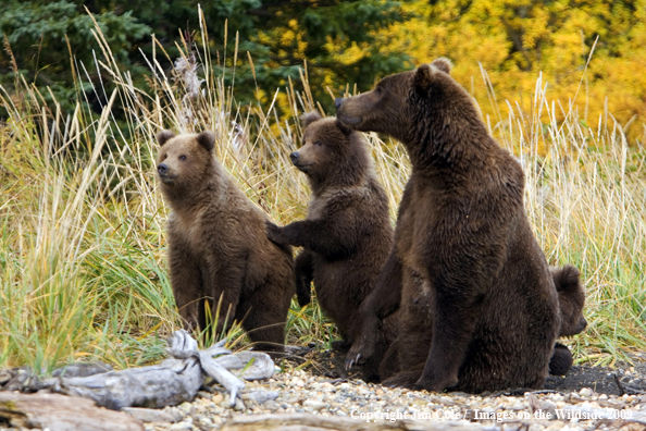 Brown bear sow with cubs in habitat