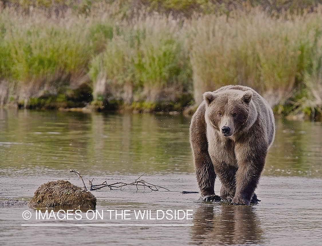Brown Bear in habitat.