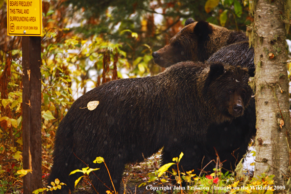 Brown/Grizzly Bear in habitat