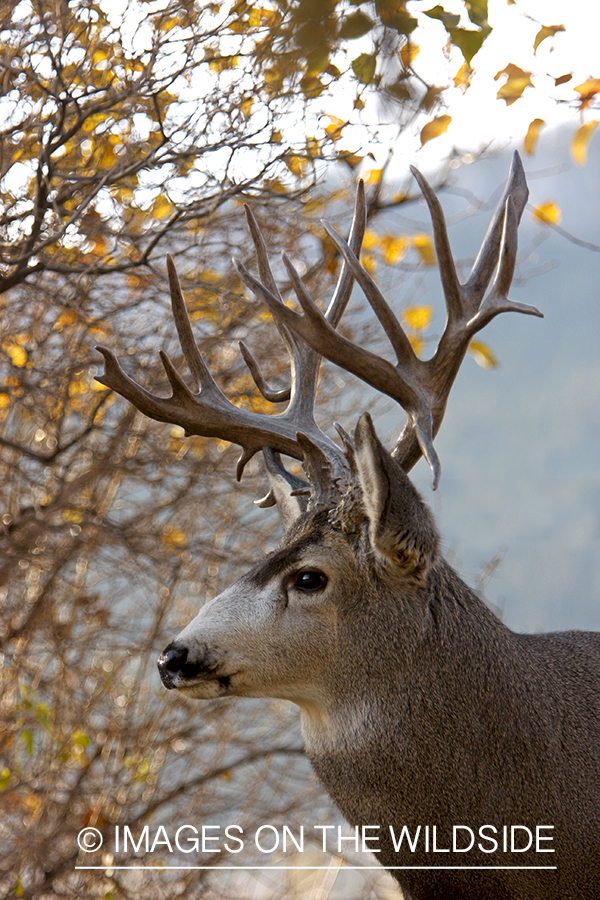 Mule deer 