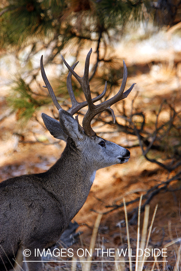 Mule deer 