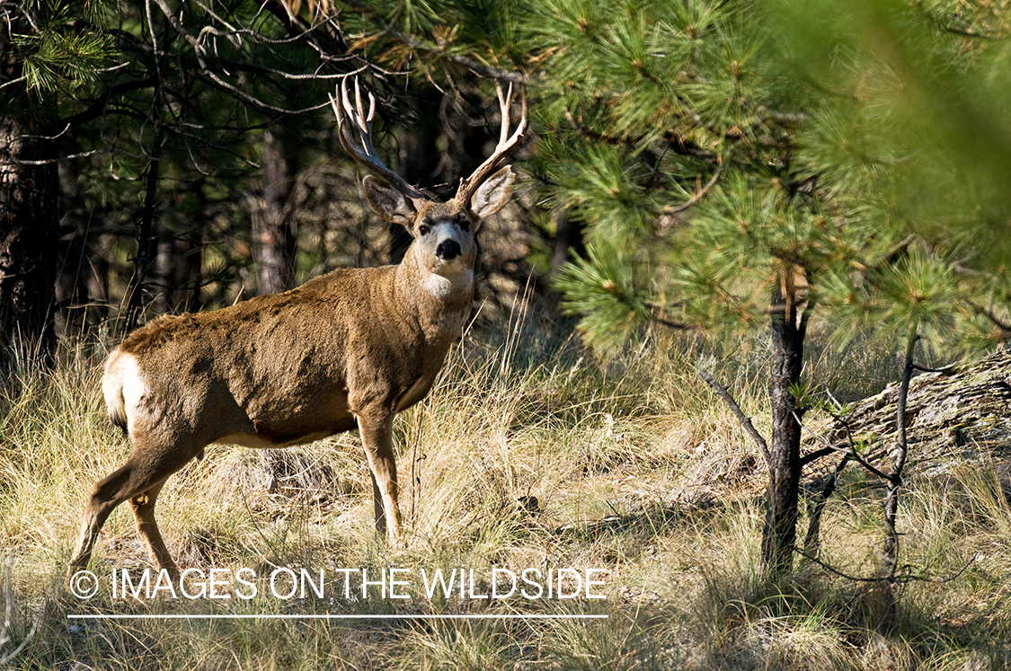 Mule Buck in Field 