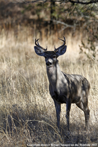 Coues white-tailed buck in field in Arizona. 