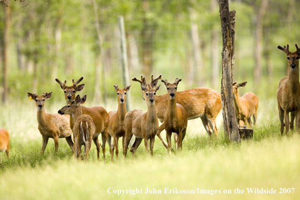 White-tailed bucks in velvet