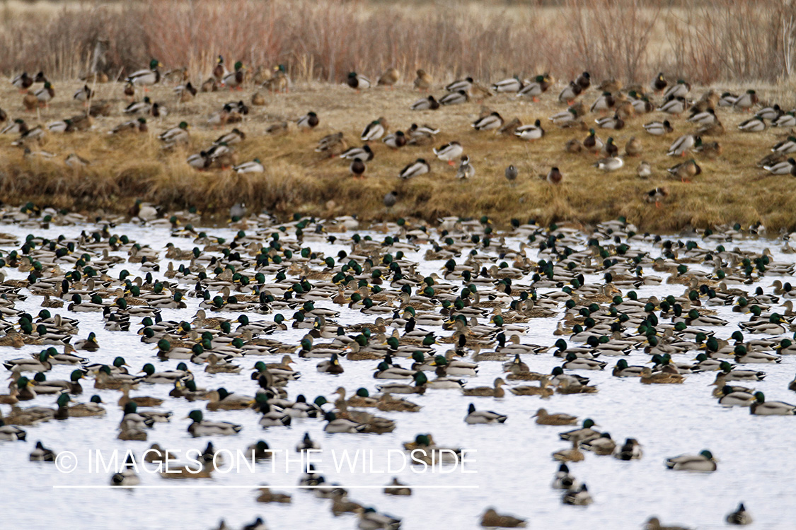 Flock of Mallards in winter habitat.