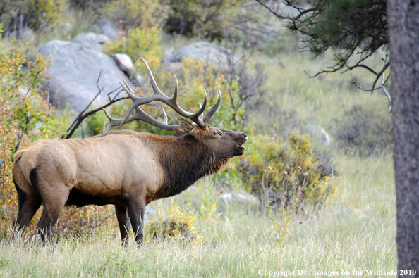 Rocky Mountain Bull Elk