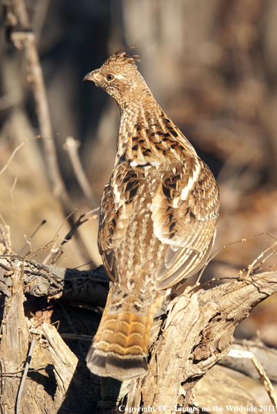 Ruffed Grouse in habitat. 
