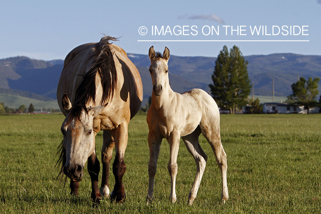Quarter Horse mare with foal in pasture.