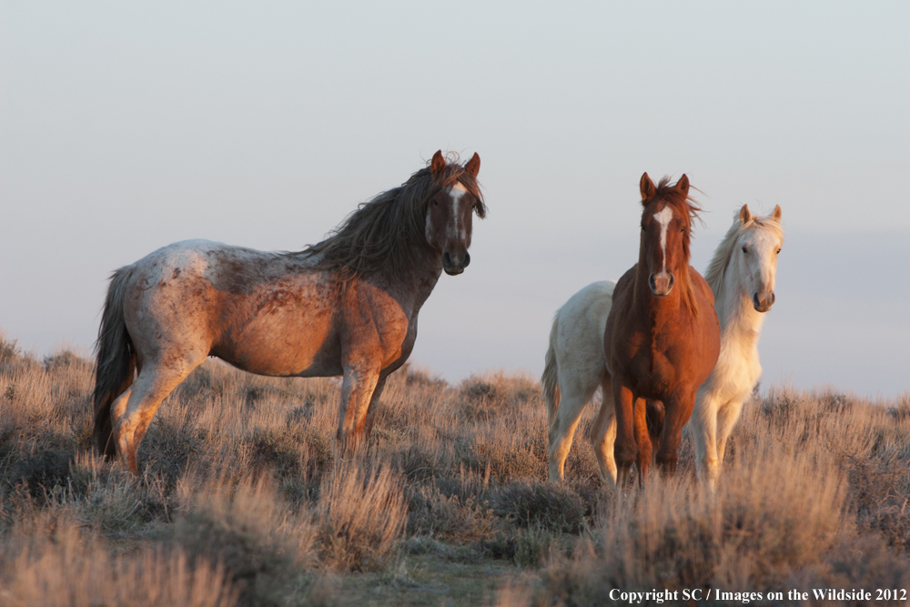 Wild Horses Standing.