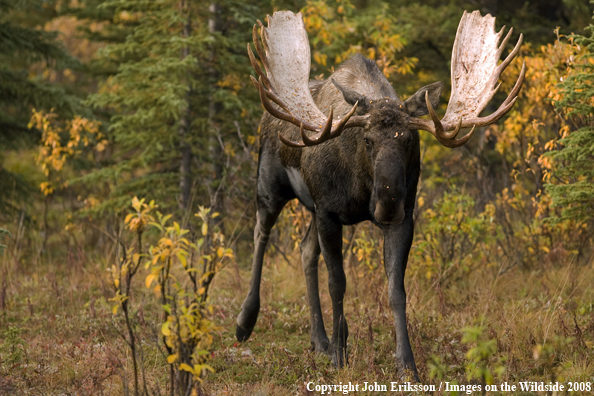 Alaskan Moose in Habitat